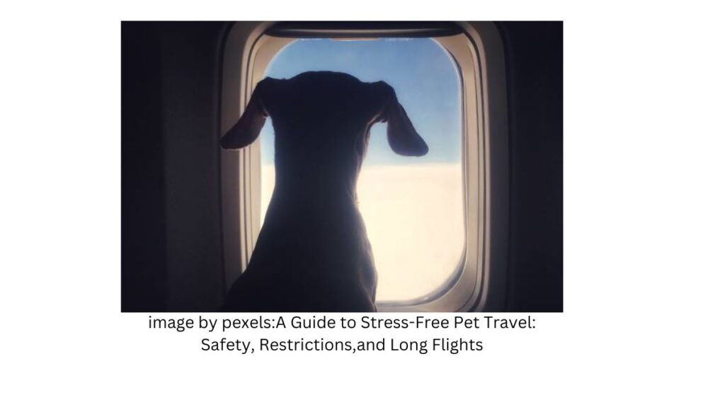 Here are some tips to help you travel safely with your pet without stress on a long flight