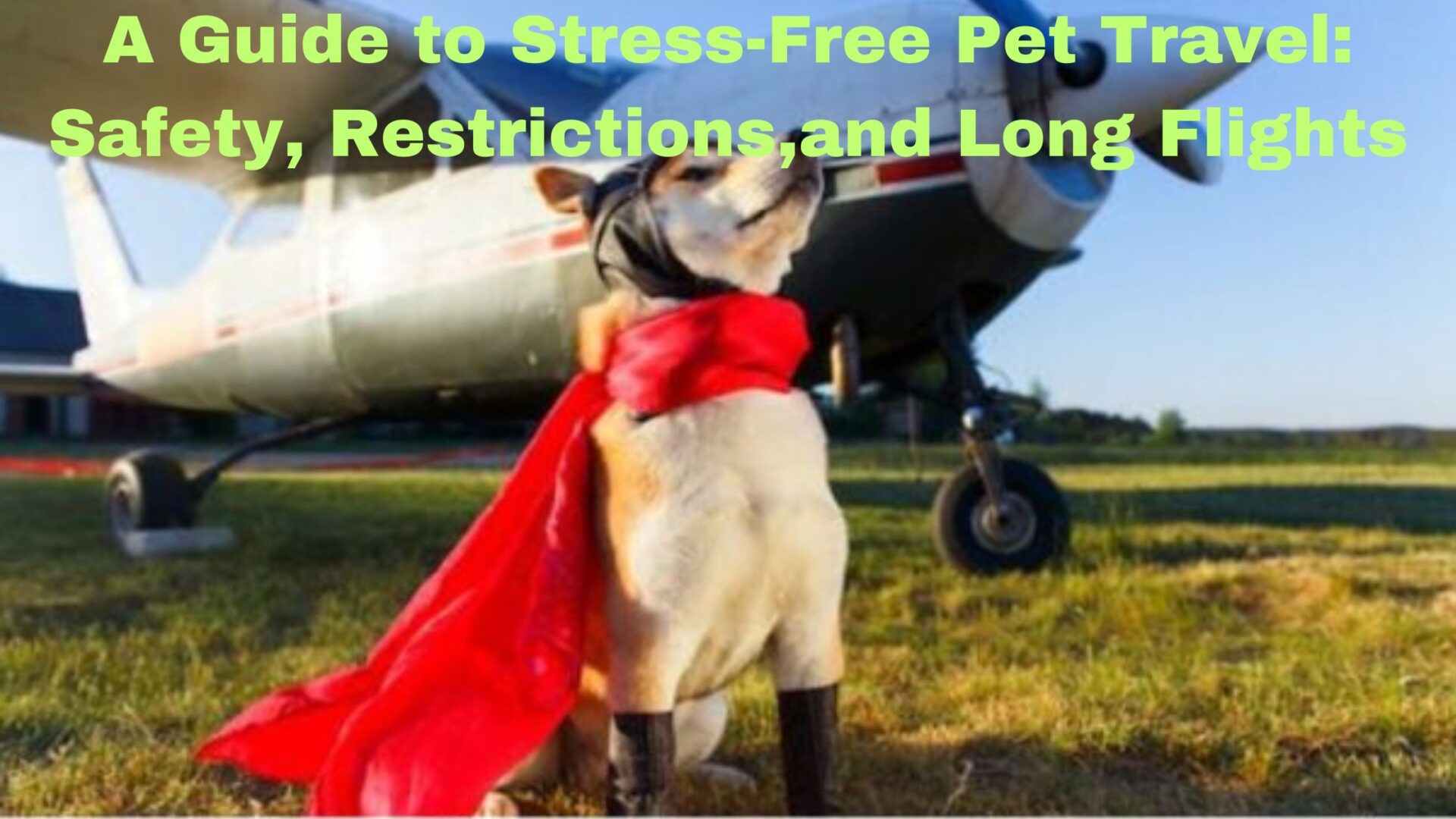 A Guide to Stress-Free Pet Travel: Safety, Restrictions,and Long Flights