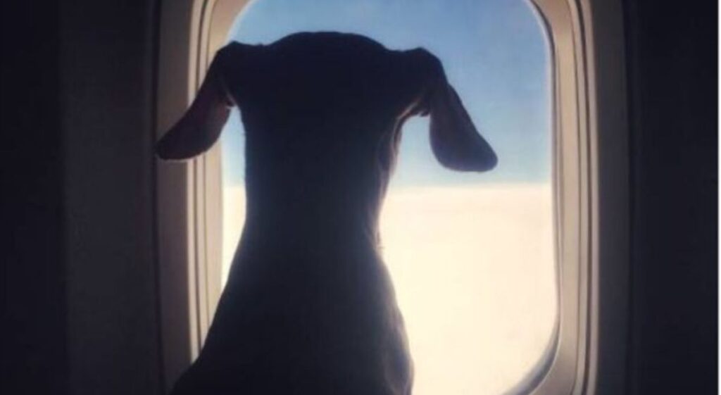 A Guide to Stress-Free Pet Travel: Safety, Restrictions,and Long Flights