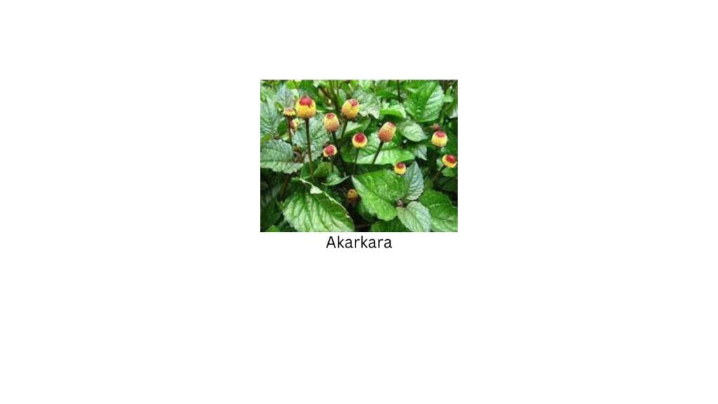 akarkara (Anacyclus Pyrethrum):