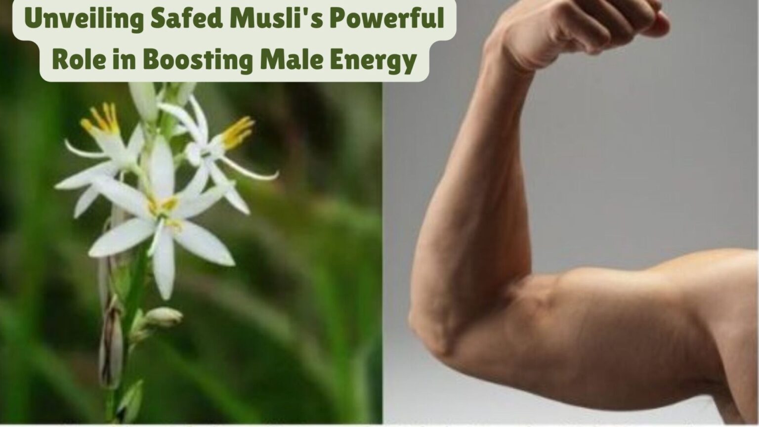 Unveiling Safed Musli's Powerful Role in Boosting Male Energy
