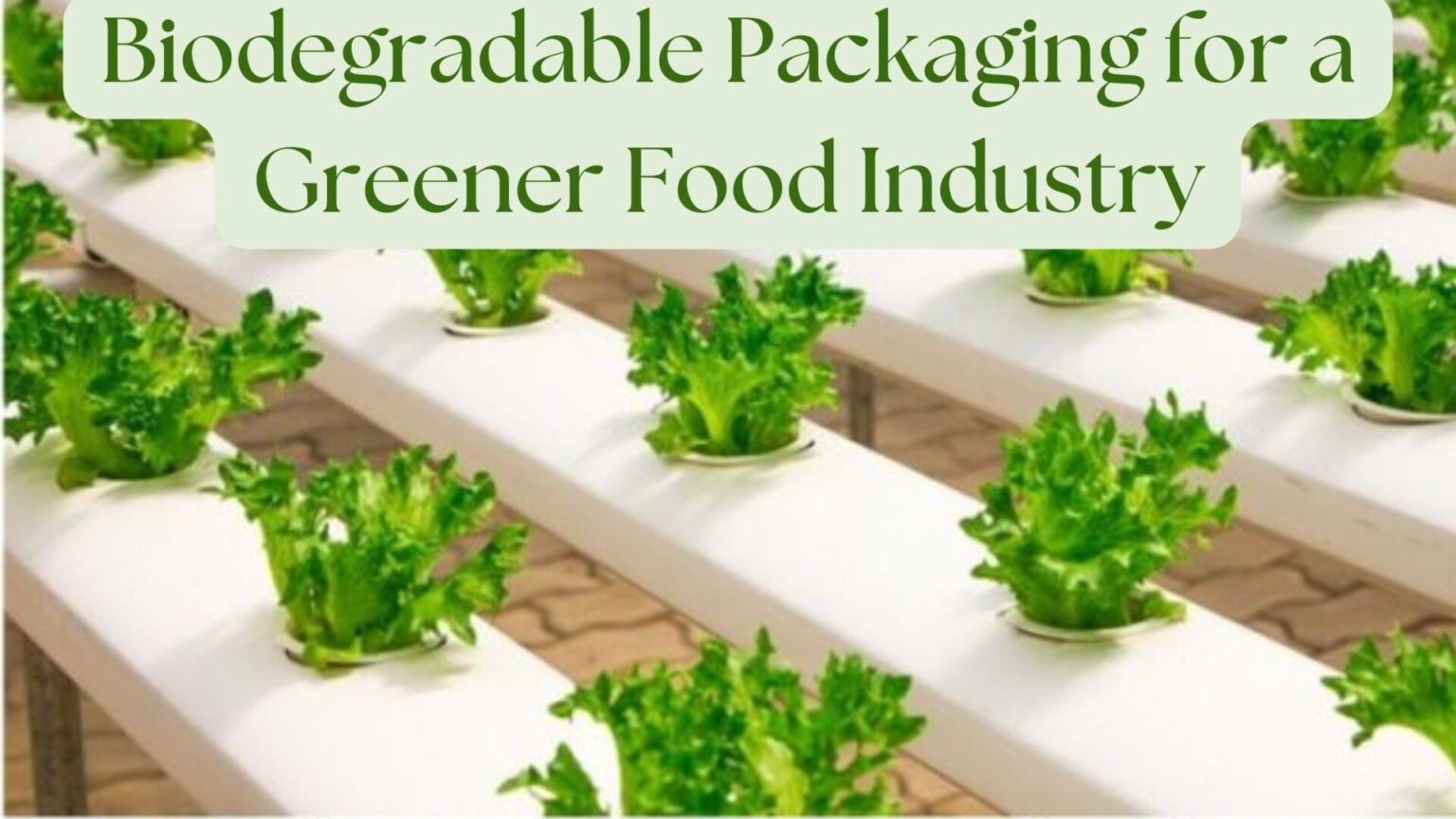Biodegradable Packaging for a Greener Food Industry