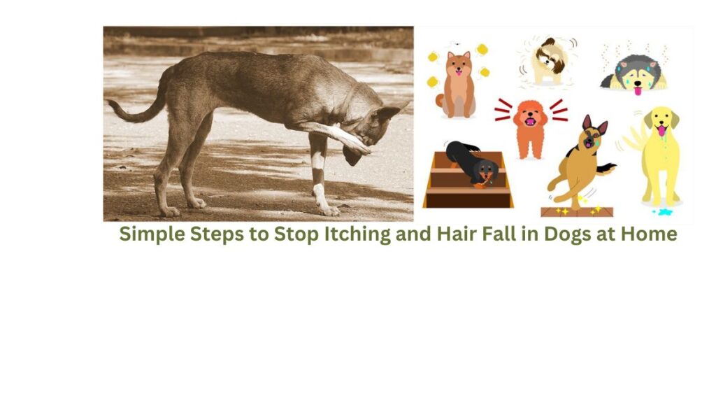 Simple Steps to Stop Itching and Hair Fall in Dogs at Home