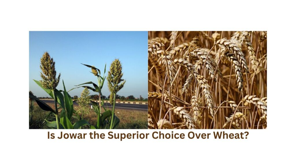 Healthy Roti Dilemma: Is Jowar the Superior Choice Over Wheat?
