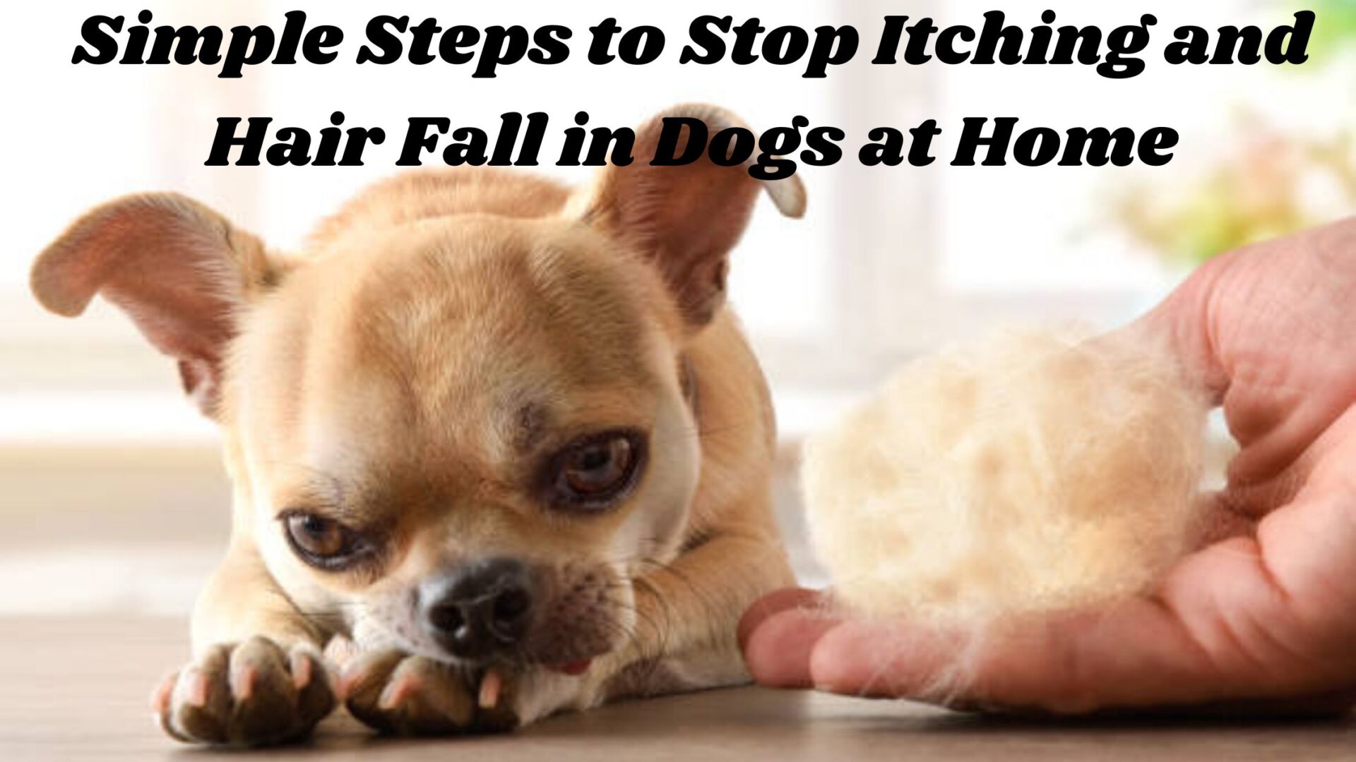 Simple Steps to Stop Itching and Hair loss in Dogs at Home