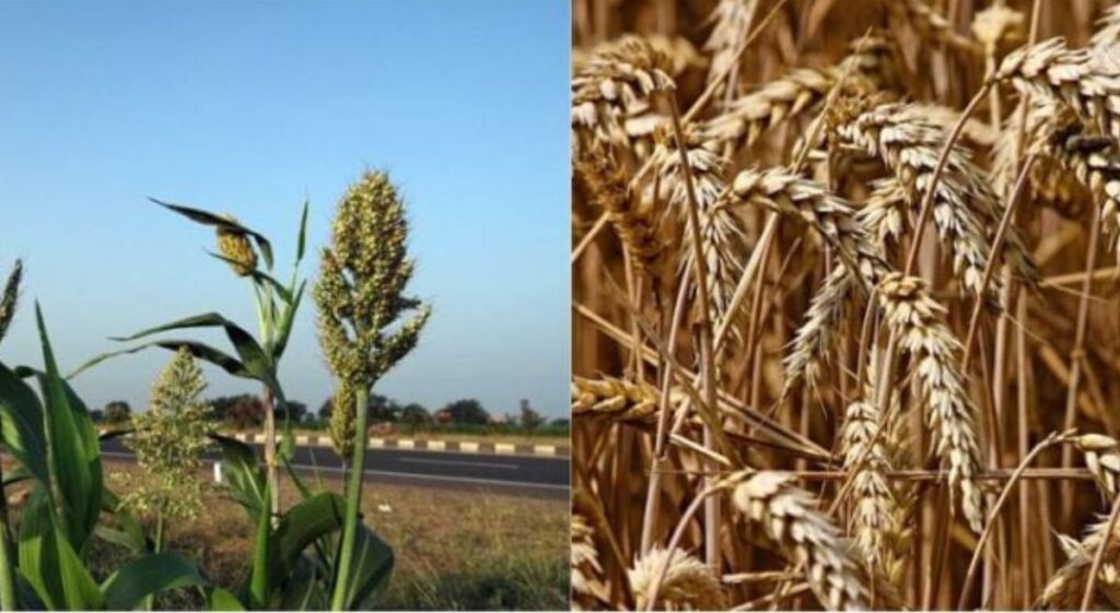 Is Jowar the Superior Choice Over Wheat?