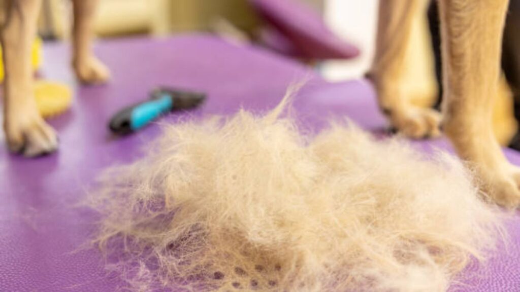 Simple Steps to Stop Itching and Hair loss in Dogs at Home