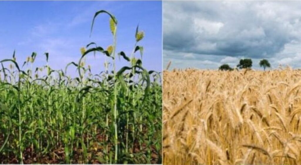 Is Jowar the Superior Choice Over Wheat?