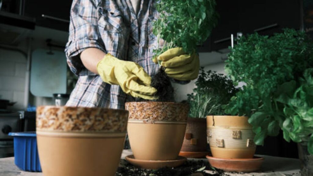 Innovative Indoor Herb Gardening Techniques for Beginners