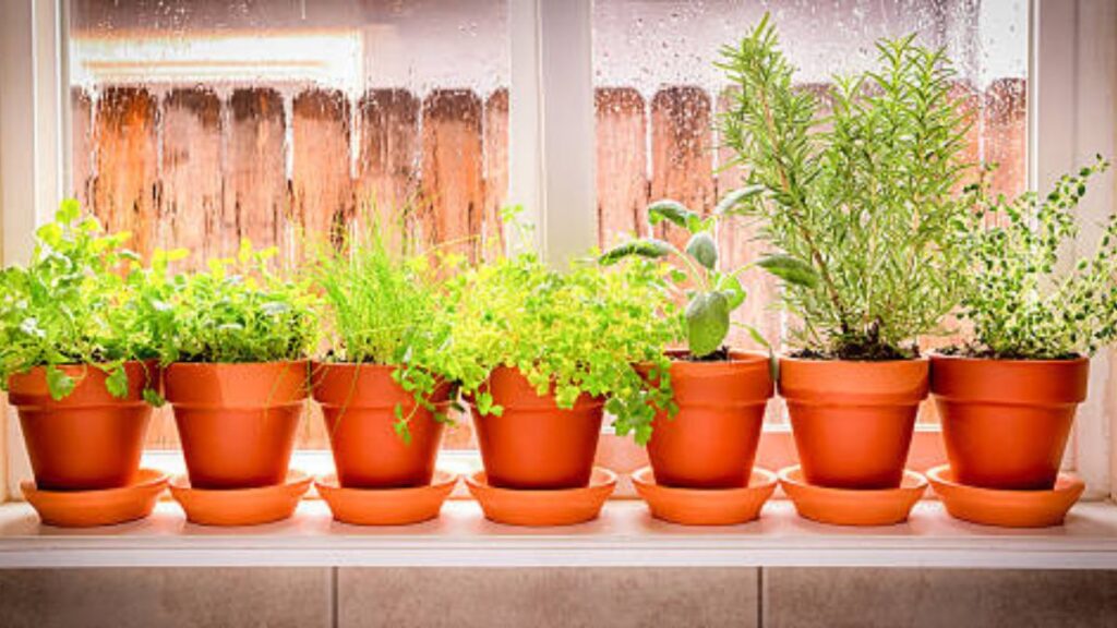 Innovative Indoor Herb Gardening Techniques for Beginners