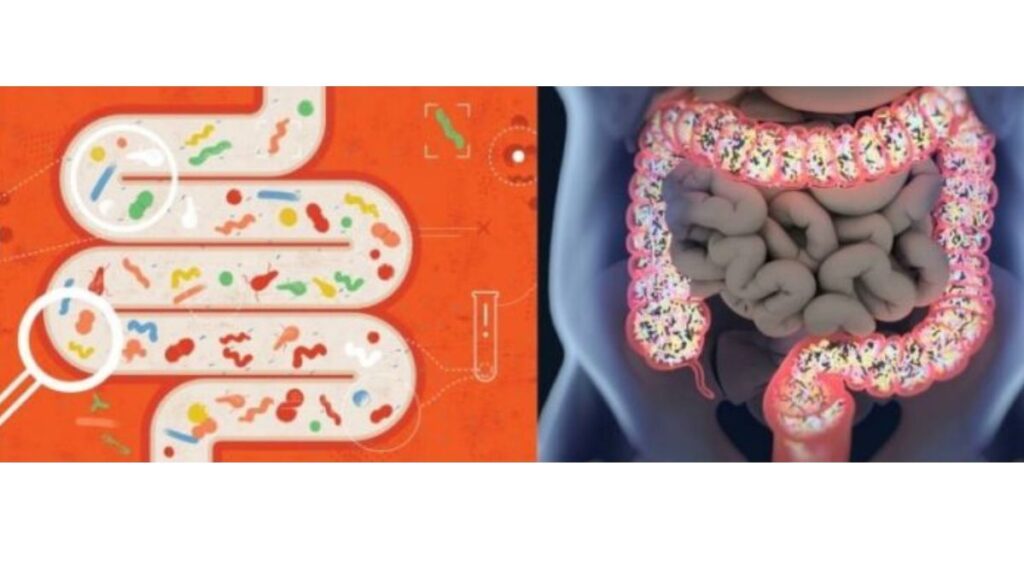  The Gut Microbiome's Crucial Role in Achieving Total Health