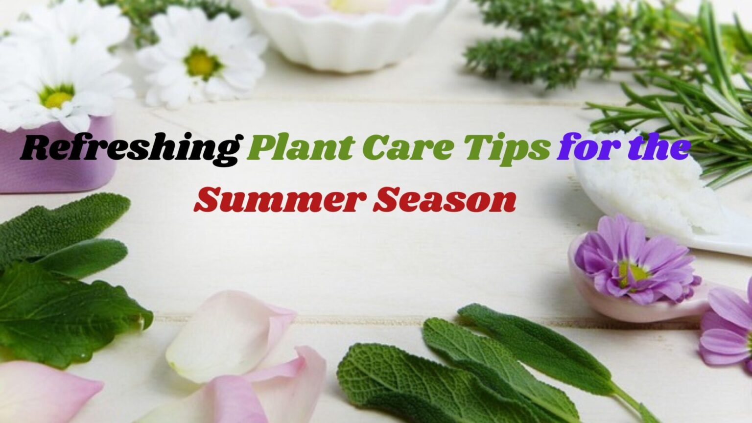 Refreshing Plant Care Tips for the Summer Season