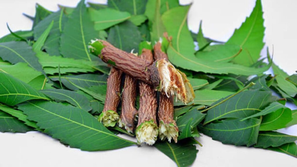 Neem Bark: A Natural Remedy for Common Skin Diseases