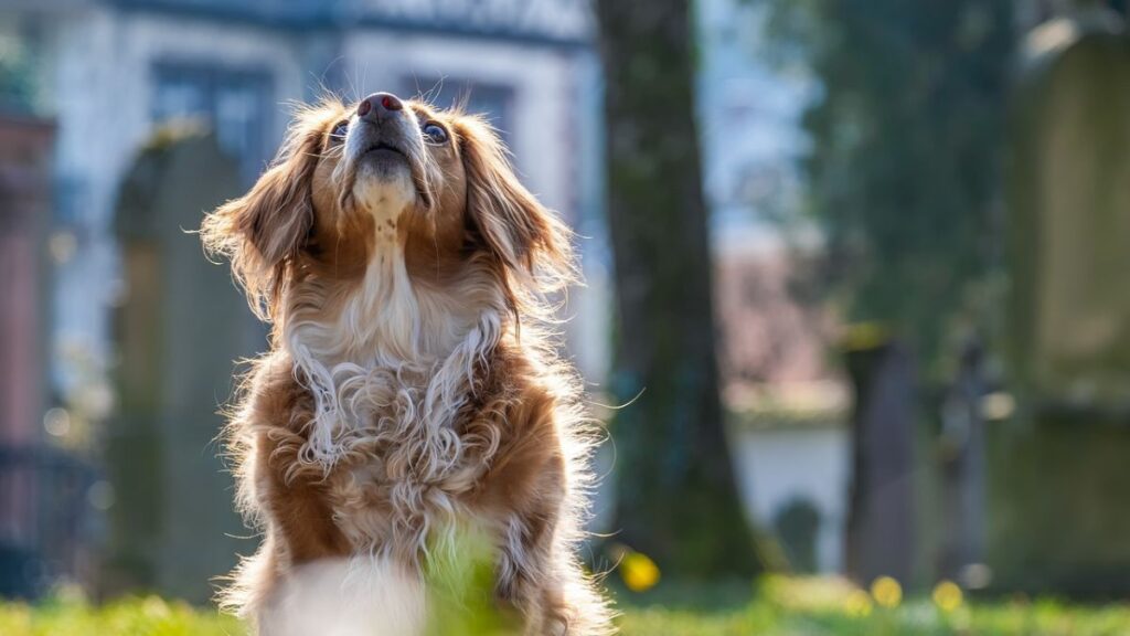 Simple Steps to Stop Itching and Hair Fall in Dogs at Home