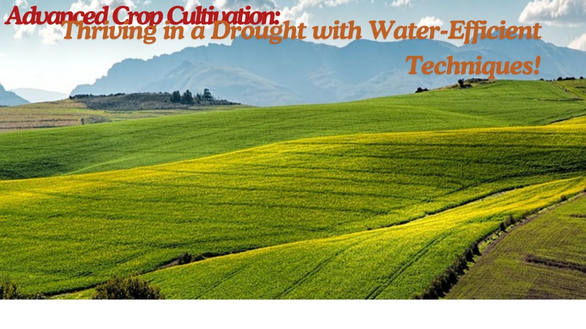 Advanced Crop Cultivation: Thriving in a Drought with Water-Efficient Techniques