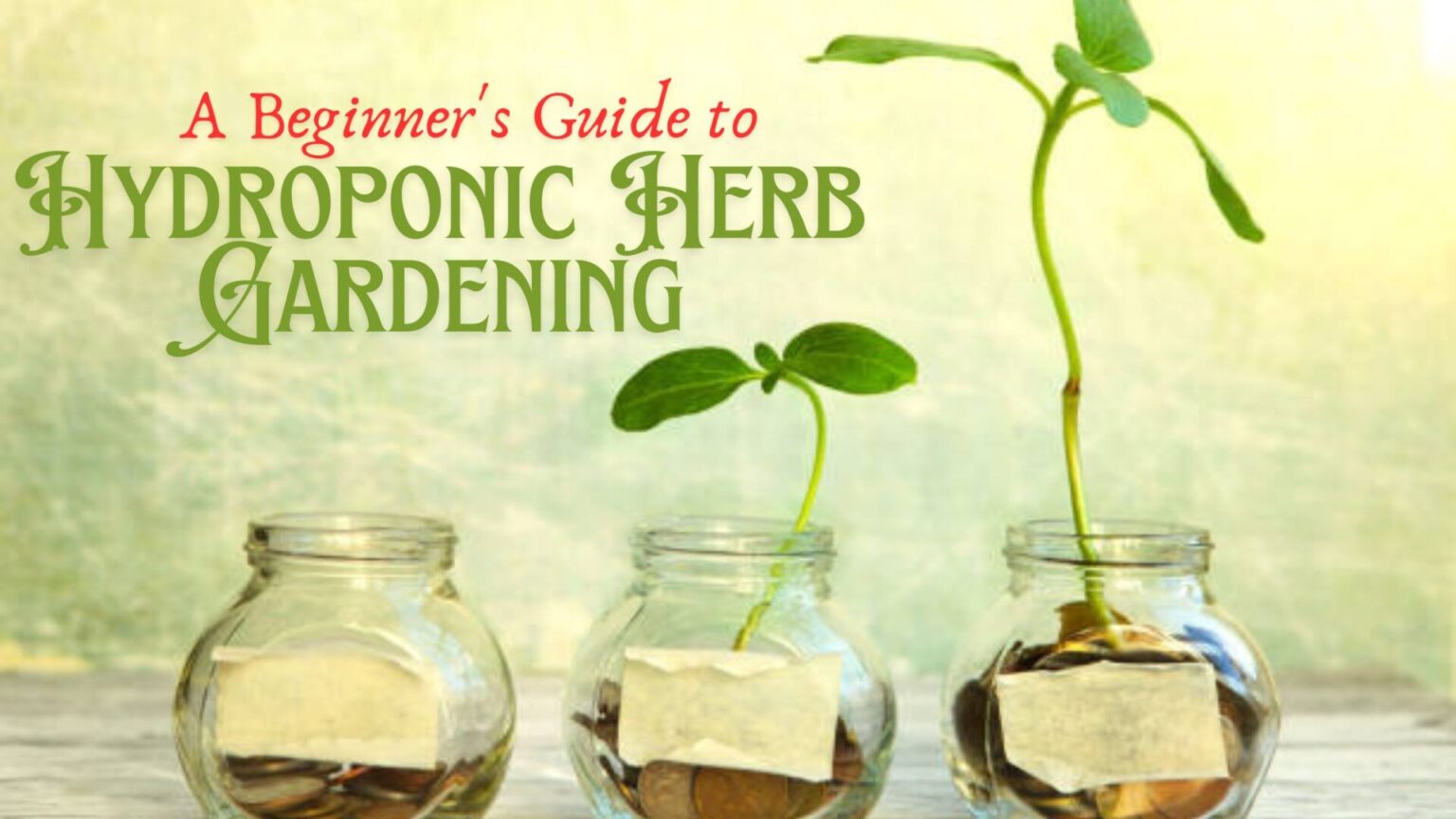 A Beginner's Guide to Hydroponic Herb Gardening