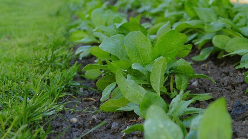 Canned Spinach: Nutrient-Packed Convenience for Your Diet