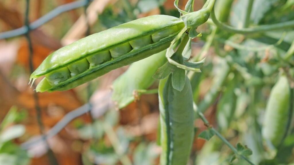 Fresh or Frozen Peas: A Nutritional Powerhouse