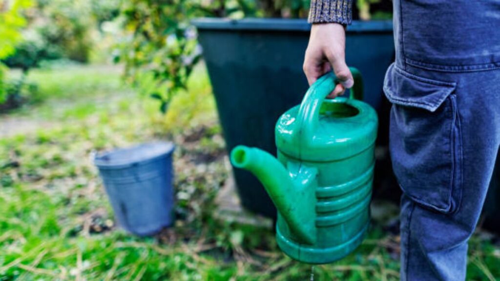 Rainy Season Gardening: Essential Tips for a Thriving Garden