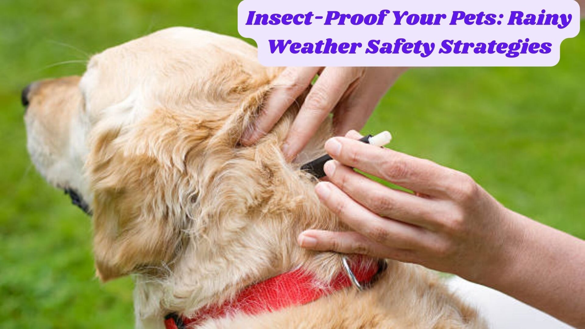 Insect-Proof Your Pets: Rainy Weather Safety Strategies