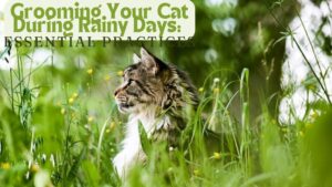 Grooming Your Cat During rainy days:Essential Practices