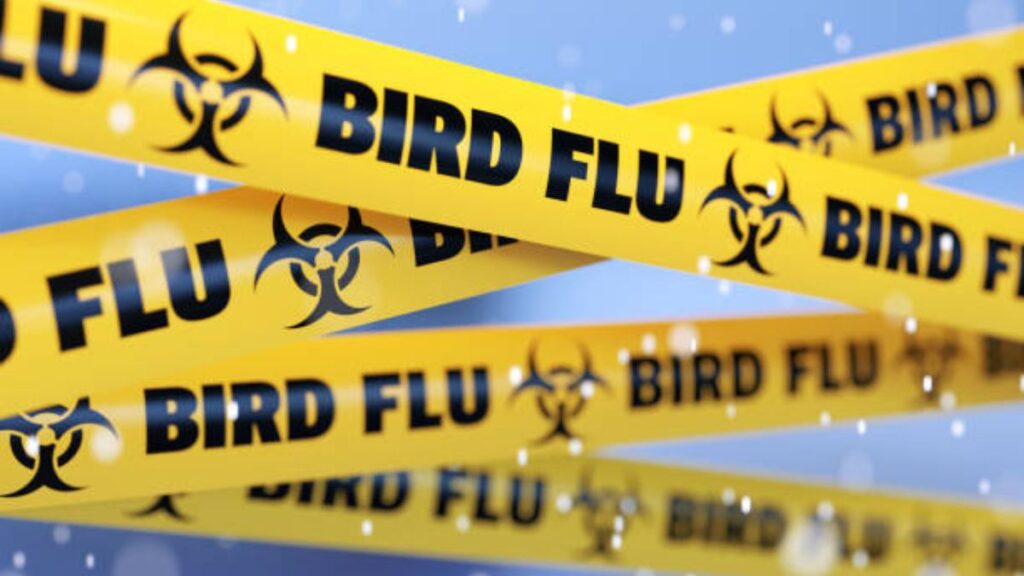 The Impact of Bird Flu on Global Health: What You Need to Know