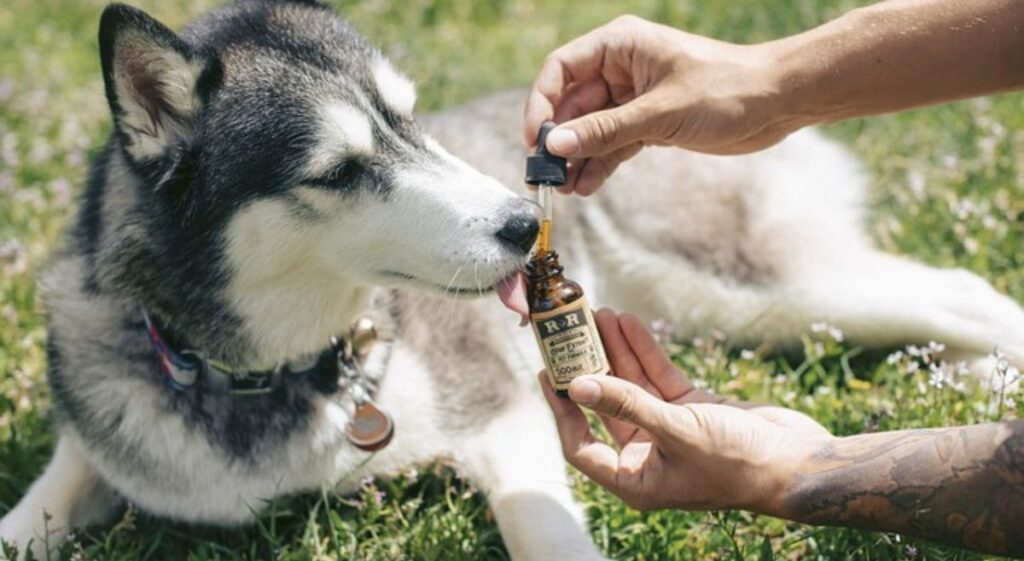 Fish Oil Capsules for Dogs: Understanding the Advantages and Disadvantages
