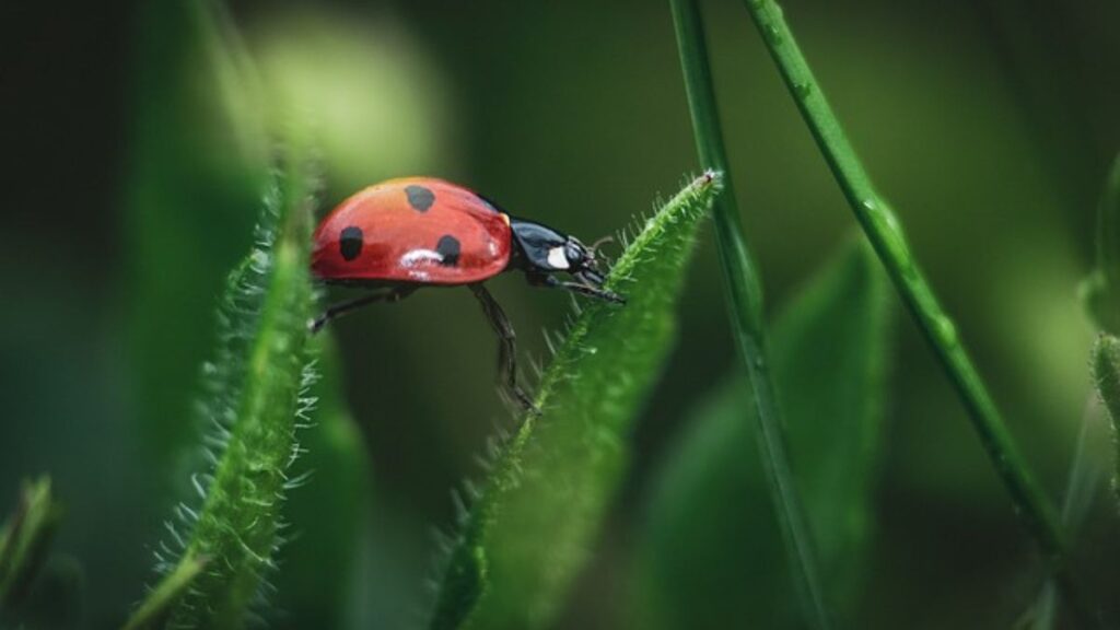 Smart Strategies to Avoid Insects During Rainy Days and Nights