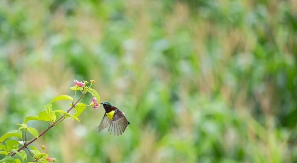 The Art of Monsoon Photography: Embracing Nature’s Wet Wonders