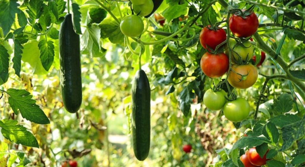 Homegrown Vegetable Garden Ideas: Easy and Affordable Tips for Beginners