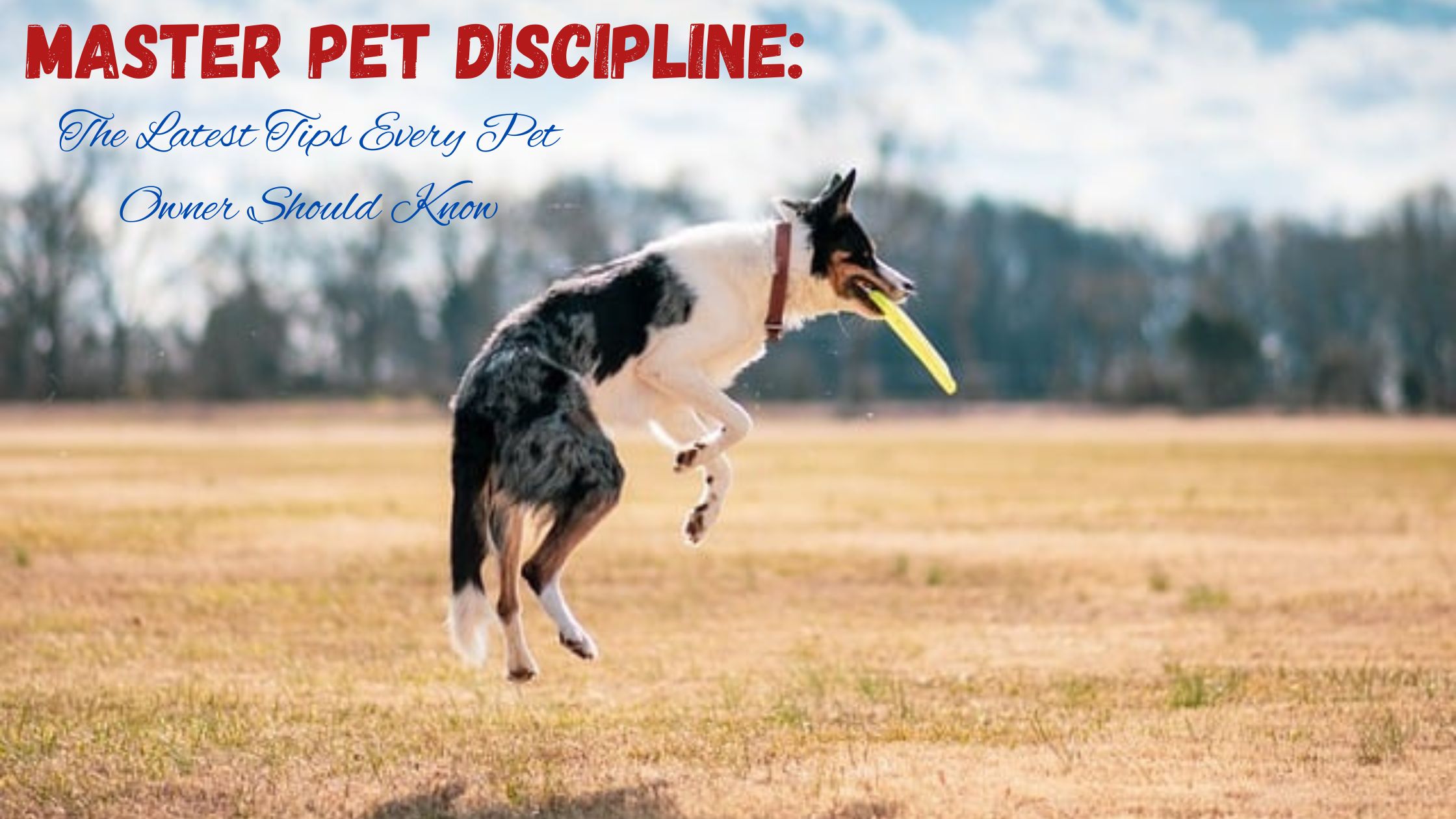 Master Pet Discipline: The Latest Tips Every Pet Owner Should Know