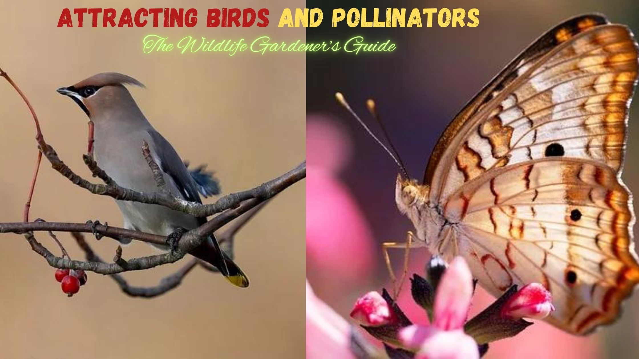 Attracting Birds and Pollinators: The Wildlife Gardener’s Guide