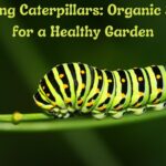 Combatting Caterpillars: Organic Solutions for a Healthy Garden