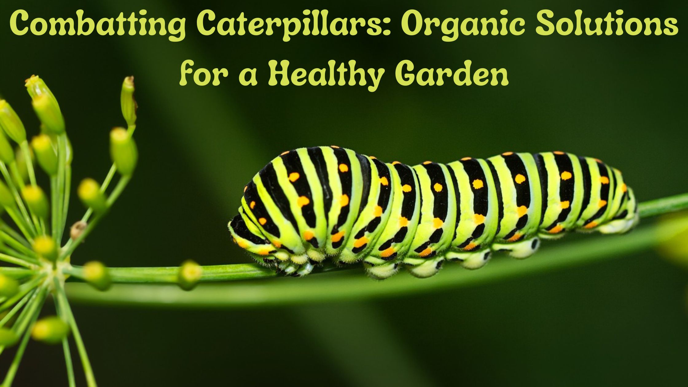 Combatting Caterpillars: Organic Solutions for a Healthy Garden