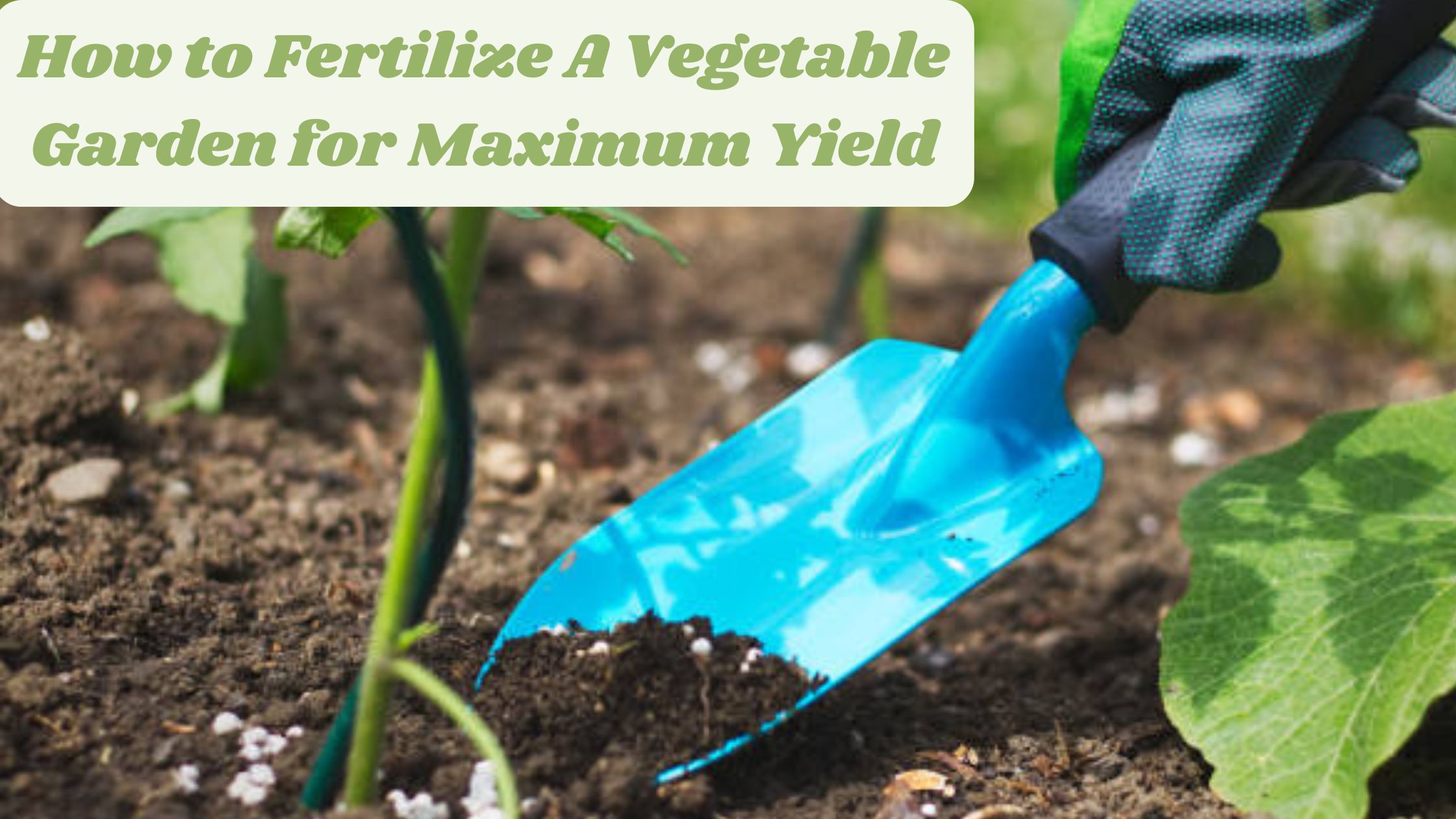 How to Fertilize A Vegetable Garden for Maximum Yield