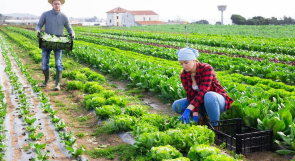 The Role of Permaculture in Eco-Friendly Gardening: A Newbie’s Guide