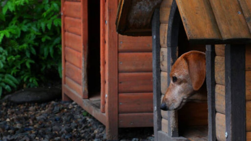 Garden Dog House Guide: Building a Natural Haven for Your Pet