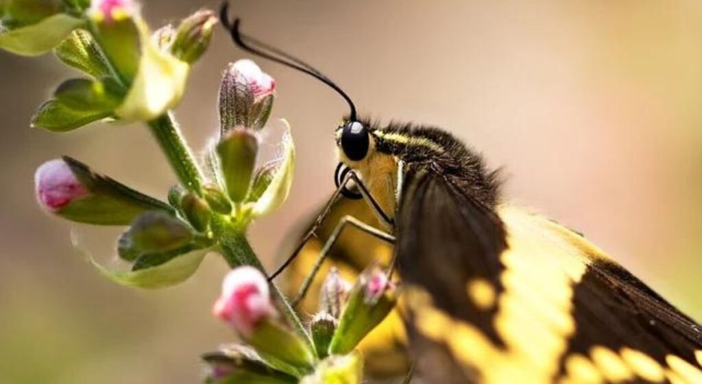 Creating a Pollinator Paradise: How to Attract Bees, Butterflies, and More to Your Garden