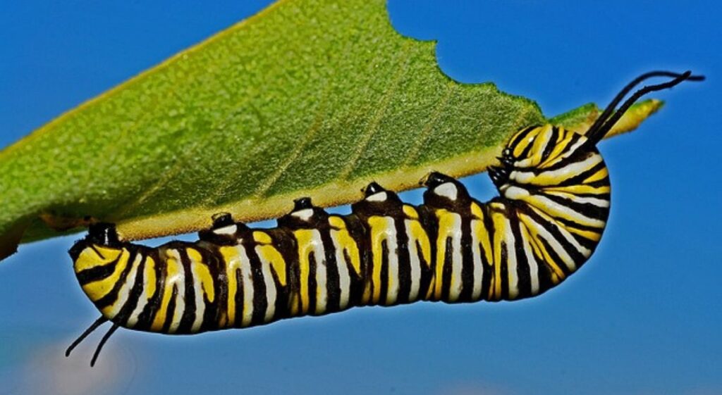 Combatting Caterpillars: Organic Solutions for a Healthy Garden