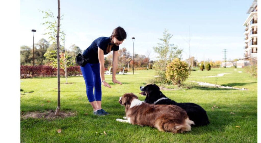 Master Pet Discipline: The Latest Tips Every Pet Owner Should Know