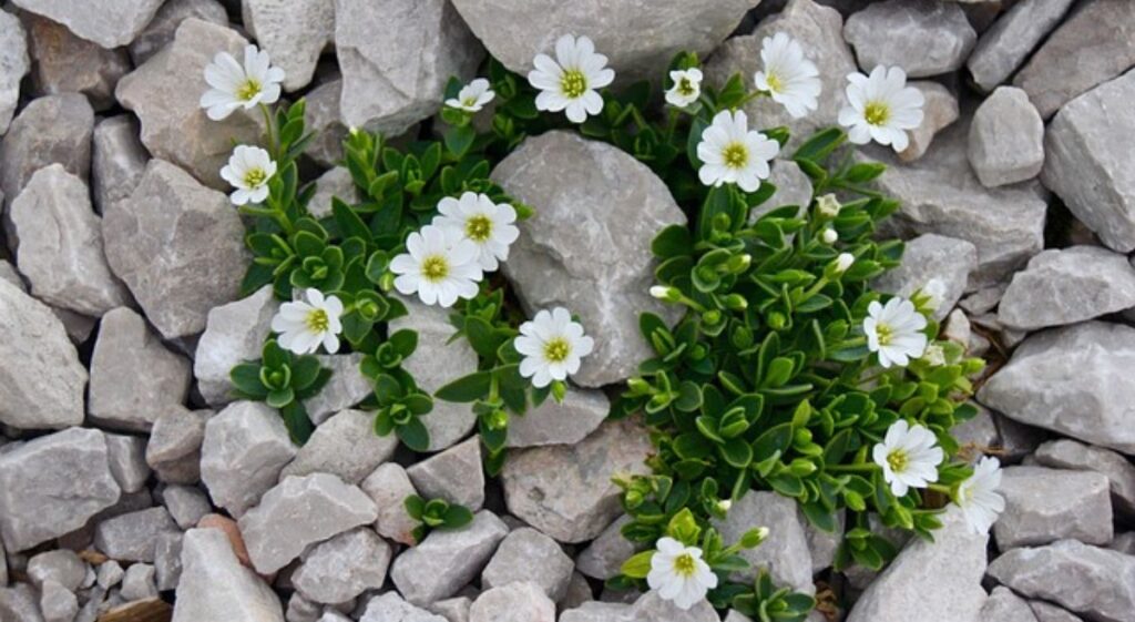 The Beauty and Benefits of a Rock Garden: A Complete Guide