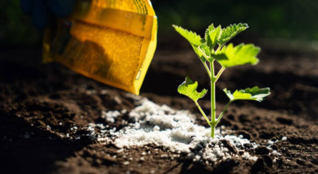 How to Fertilize A Vegetable Garden for Maximum Yield