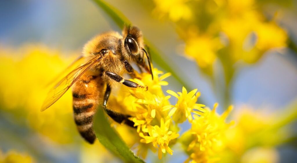 Creating a Pollinator Paradise: How to Attract Bees, Butterflies, and More to Your Garden