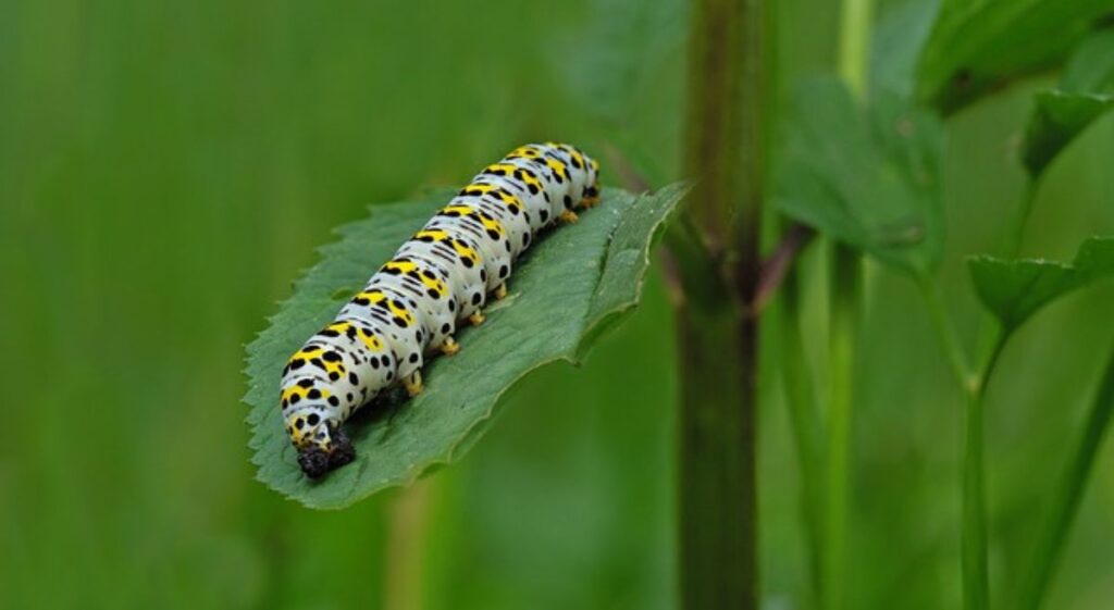 Combatting Caterpillars: Organic Solutions for a Healthy Garden