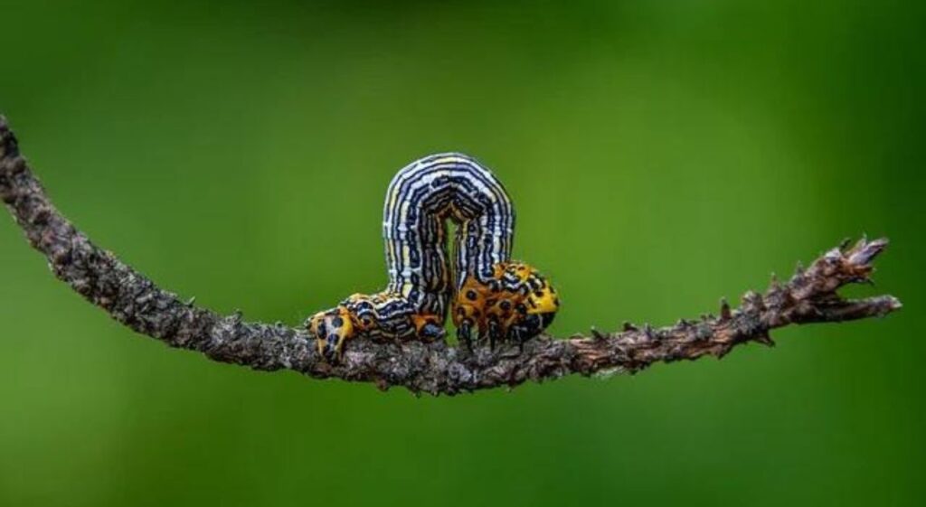 Combatting Caterpillars: Organic Solutions for a Healthy Garden