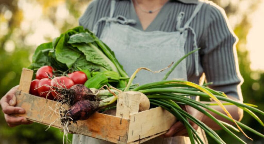 Homegrown Vegetable Garden Ideas: Easy and Affordable Tips for Beginners