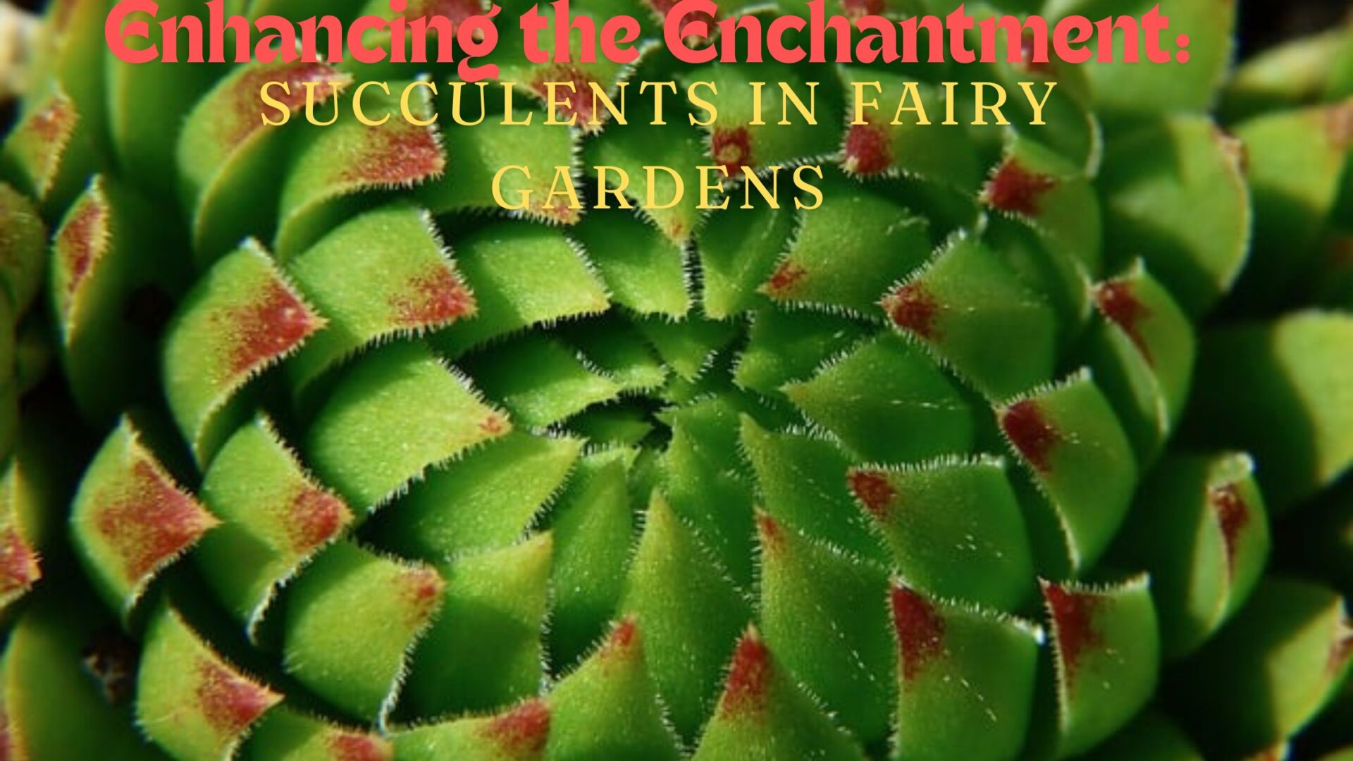 Enhancing the Enchantment: Succulents in Fairy Gardens