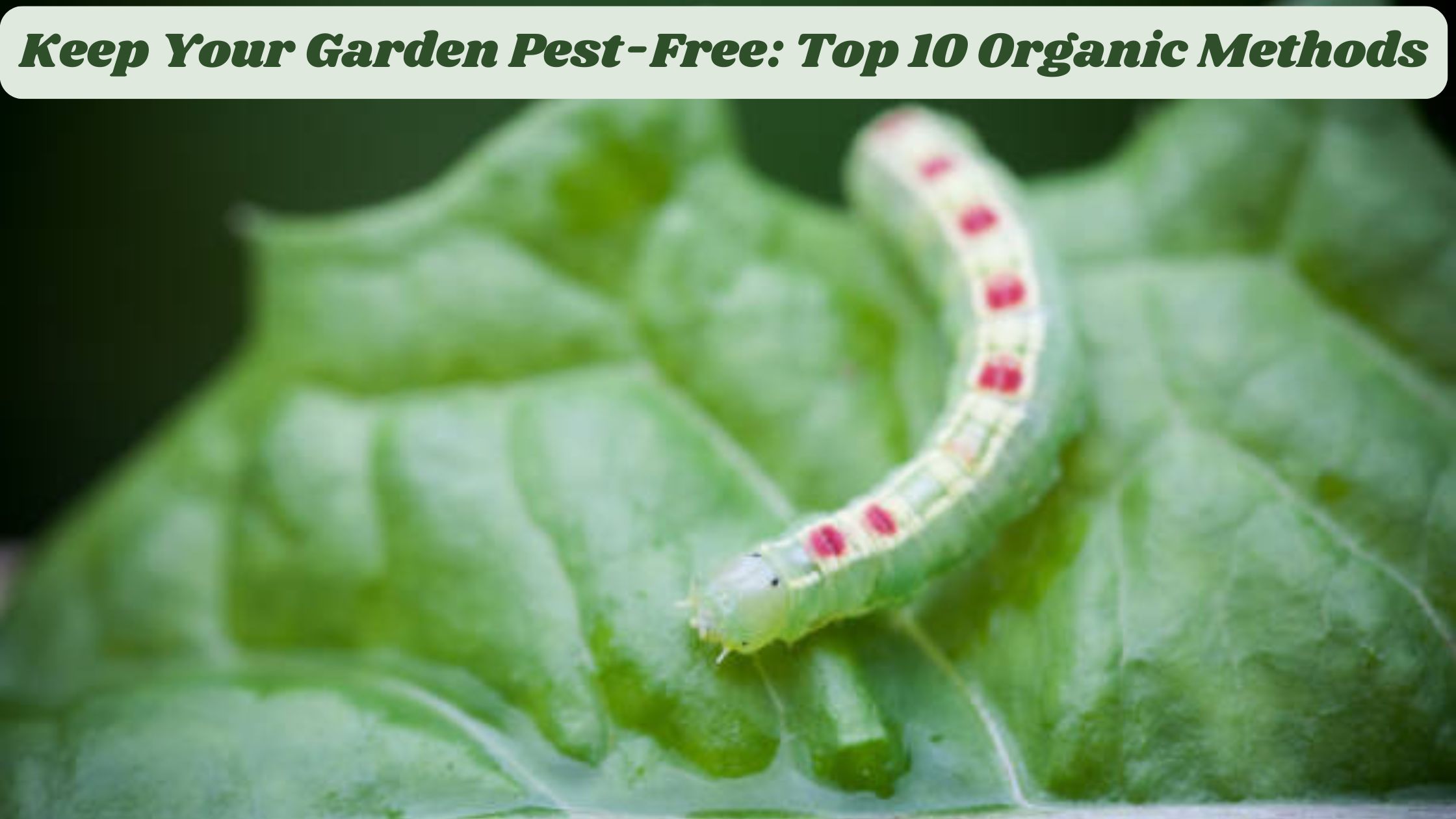 Keep Your Garden Pest-Free: Top 10 Organic Methods