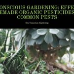 Eco-Conscious Gardening: Effective Homemade Organic Pesticides for Common Pests