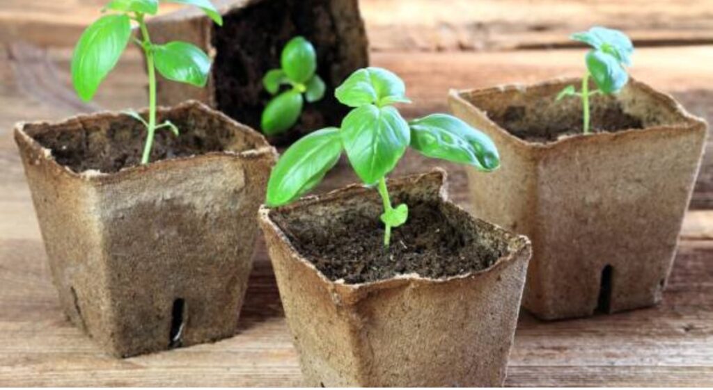 Eco-Conscious Gardening: Exploring the Benefits of Biodegradable Pots